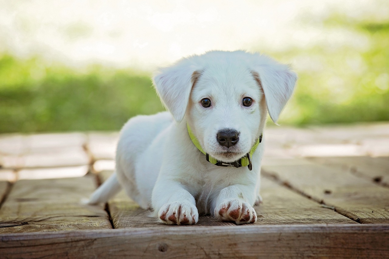 How to Use Training Collars Responsibly